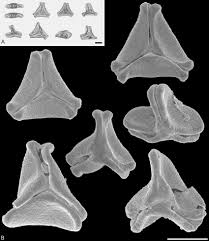 Image result for Englerina woodfordioides