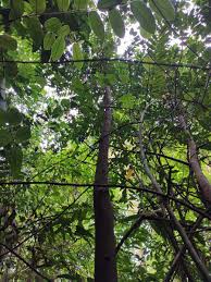 Image result for Achariaceae