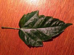 Hardy hibiscus have existed for about 100 years, when breeders of plants started to work on developing hybrids of the tropical variety that could tolerate colder temperatures. Tropical Or Hardy Hibiscus Helpfulgardener Com