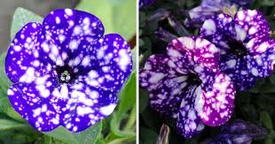 We have 12, 16 and 20 paper lanterns in a variety of colors. How To Grow Night Sky Petunias And Stare Into The Universe