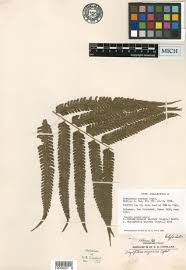 Image result for Menisorus pauciflorus