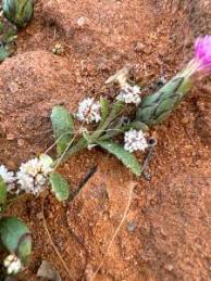 Image result for Cuscuta planiflora