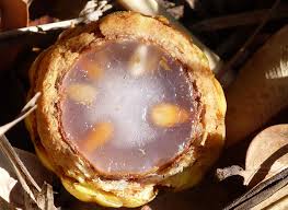 Image result for Raphia farinifera