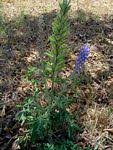 Image result for Lupinus mexicanus