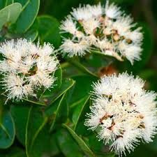 Image result for Syzygium cordatum