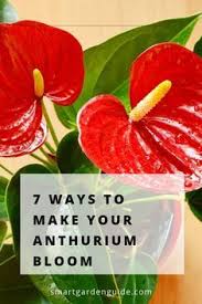 7 Ways To Make Your Anthurium Bloom If Your Flamingo Flower Isn T Blooming Try These 7 Tips To Fix Yo Easy House Plants Plant Care Houseplant Flamingo Flower