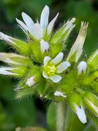 Image result for Cerastium glomeratum