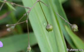 Image result for Oldenlandia affinis