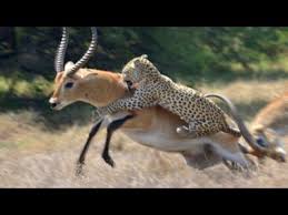 Video Leopard Vs Fighting Antelope Wild Animals Attack Animal Attack Family Dogs Breeds