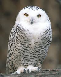 Adopt cute pets decorate your home explore the world of adopt me! Snowy Owl Lincoln Park Zoo