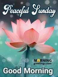 We did not find results for: 50 Good Morning Happy Sunday Images Morning Greetings Morning Quotes And Wishes Images