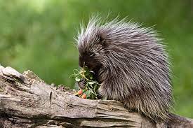 Porcupines use quills that cover their backs and tails to protect themselves, and these quills are mixed in with their regular hair. The Porcupine Eek Wisconsin