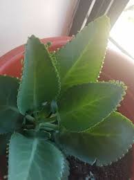 Dulcamara Mala Madre Madre De Miles O Kalanchoe Es Anticancerigena En 2020 Plantas Madre
