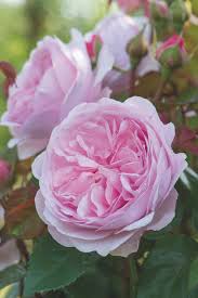 David austin is a family business with a lifetime of breeding excellence. Olivia Rose Austin Rosewood Gardens Fragrant David Austin Roses Rosewood Gardens