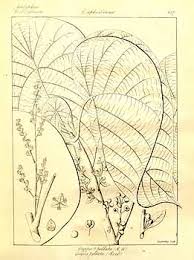 Image result for Macaranga kilimandscharica