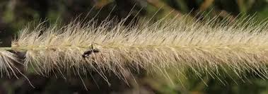 Image result for Cenchrus macrourus