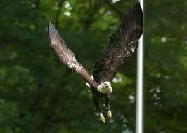 Bald Eagle #20-0918 [RU]