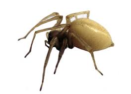 Image result for yellow sac spider bite skin