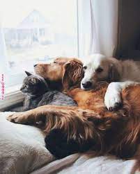 delta breezes animals pinterest animals dogs and pets delta breezes animals pinterest animals dogs cute baby animals cute animals dog cat