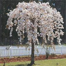 Prunus Subhirtella Pendula Weeping Cherry Weeping Cherry Tree Weeping Trees Prunus
