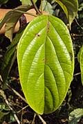 Image result for Premna tanganyikensis