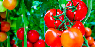 It's a lot like what happens when you bring a new baby home from the hospital. How To Best Fertilize Tomato Plants For An Incredible Harvest