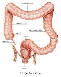 Prior to defecation, a small. Jejunum S Function In The Small Intestine And Digestive System
