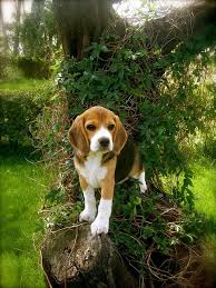 top model cute beagles loyal dog breeds beagle puppy