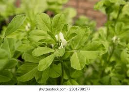 Image result for Trigonella anguina