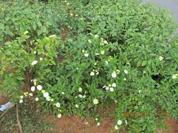 Image result for Pseudomussaenda