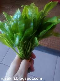 Contextual translation of pucuk gajus into english. Khasiat Daun Tenggek Burung Nukilan Budak Flat