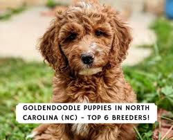 Golden doodle puppies mother is golden retriever kc registered dad is poodle kc registered extremely well bred dogs dogs will all be sold with microchip and vaccinations 6 boys 3 girls happy for. Goldendoodle Puppies In North Carolina Nc Top 6 Breeders We Love Doodles