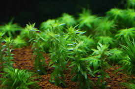 Image result for Syngonanthus angolensis