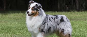 Large dogs that don't shed are awesome! Fluffy Dogs Top Breeds And Grooming Needs Petfinder
