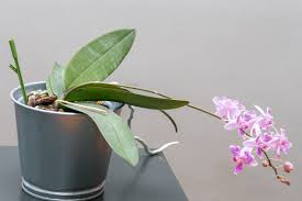 Image result for Brachycorythis ovata