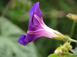 Image result for Ipomoea violacea