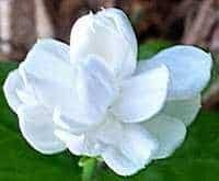 Good container plant in cold climates. Arabian Jasmine How To Grow Care For Arabian Jasmine Plant