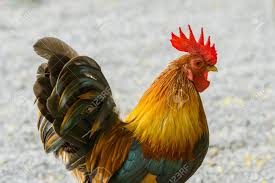 Maybe you would like to learn more about one of these? Close Up Portrait Of Bantam Chickens Beautiful Colorful Cock Stock Photo Picture And Royalty Free Image Image 88165091