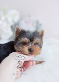 We did not find results for: Male Pomeranian Puppy For Sale Novocom Top