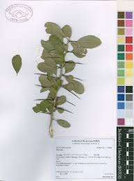 Image result for Dovyalis hispidula