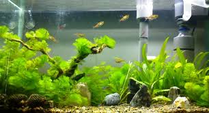 Selain menanam tanaman, cara membuat aquascape murah untuk pemula yang harus kamu lakukan adalah memasang peralatan seperti outlet filter, peletakan diffuser co2, pemasangan lampu atau pencahayaan, dan peralatan lainnya. Cara Membuat Peralatan Co2 Jual Ikan Surabaya Tamanair Net