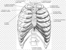 The rib cage is a bony structure found in the chest (thoracic cavity). Gray S Anatomy Rib Cage Thoracic Cavity Thoracic Vertebrae Others Angle Sport Monochrome Png Pngwing