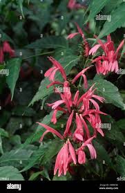 Image result for Acanthaceae