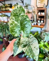 Image result for Moraea carsonii