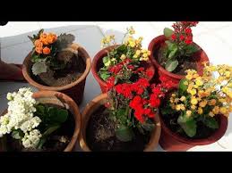 Care Of Kalanchoe Plant Best Flowering Plant For Winter Kalanchoe Youtube Plants Planting Flowers Plant Care