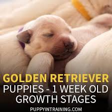 Golden Retriever Puppy Growth Week By Week Pictures Puppy