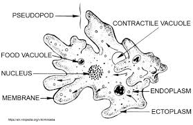 What are the four main subgroups of protozoa? Photomicrography And Video Of Protozoa And Rotifers By Robert Berdan The Canadian Nature Photographer