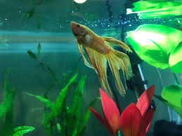 Tail Shredded Again Overnight I Think It S Biting Sponge Filter Now Did A Tank Rescape 0 Ppm Ammonia Bettafish
