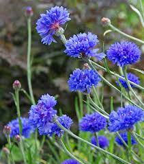 Pin On Plant Flower Characteristics