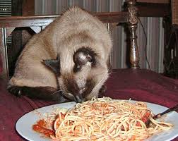 Myself, i collect pictures of birds sitting on people's heads, so i understand (i think!) the nobility of his cause. Can Cats Eat Pasta Noti Cats